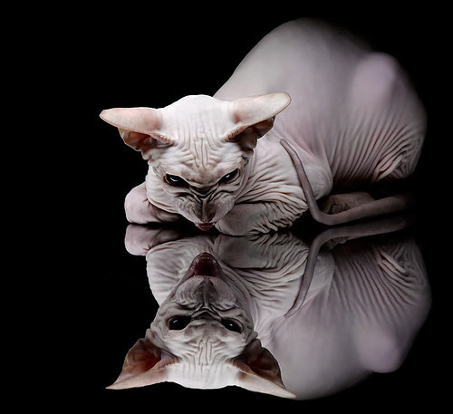 蓝色复兴与孤勇者之歌，威廉姆斯横扫哈斯的背后，佩雷兹如何以一己之力搅动F1版图