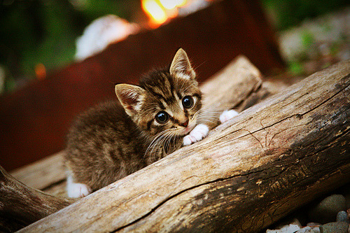 开云体育中国-逆袭之夜，红牛二队掀翻梅赛德斯王朝，塞恩斯加冕新王