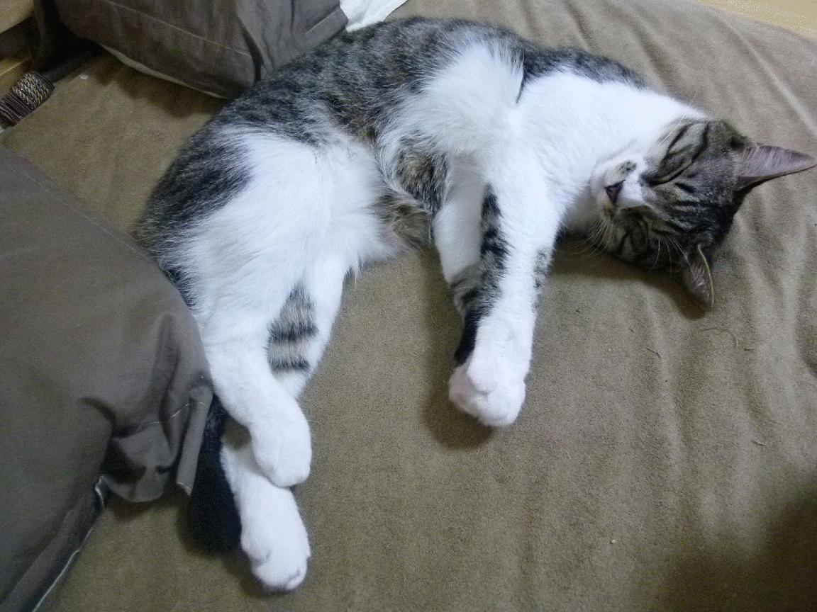 篮网完胜青岛队，东契奇统治全场，一场超越胜负的篮球对话