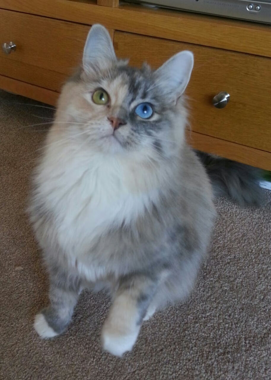 棋盘上的降维打击，黄蜂极致战术绞杀鹈鹕，东契奇终成独一无二的关键先生