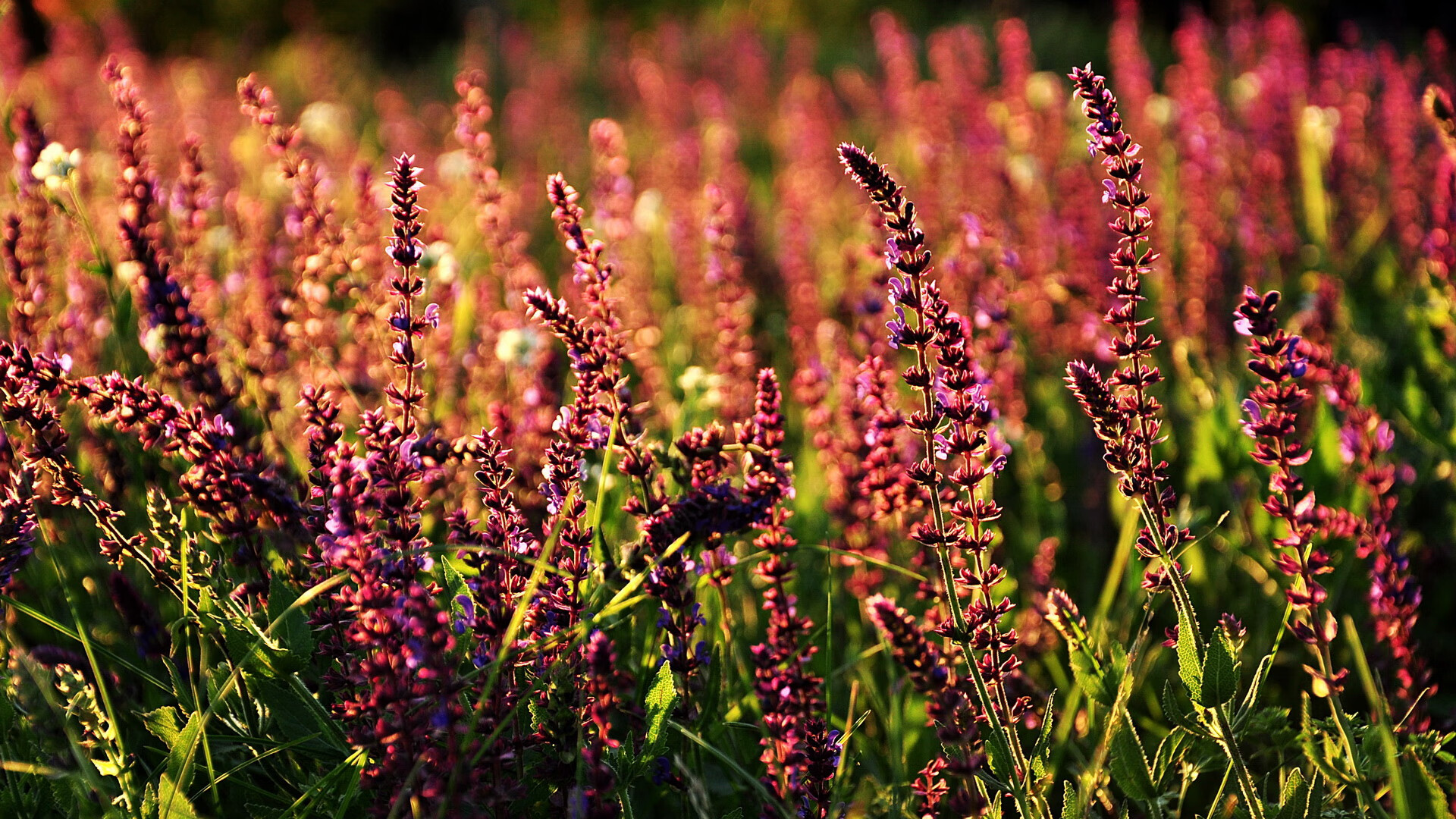 开云体育APP下载-当楚阿梅尼的拦截扼杀了红军的心脏，一场彻底改写命运的艺术胜利