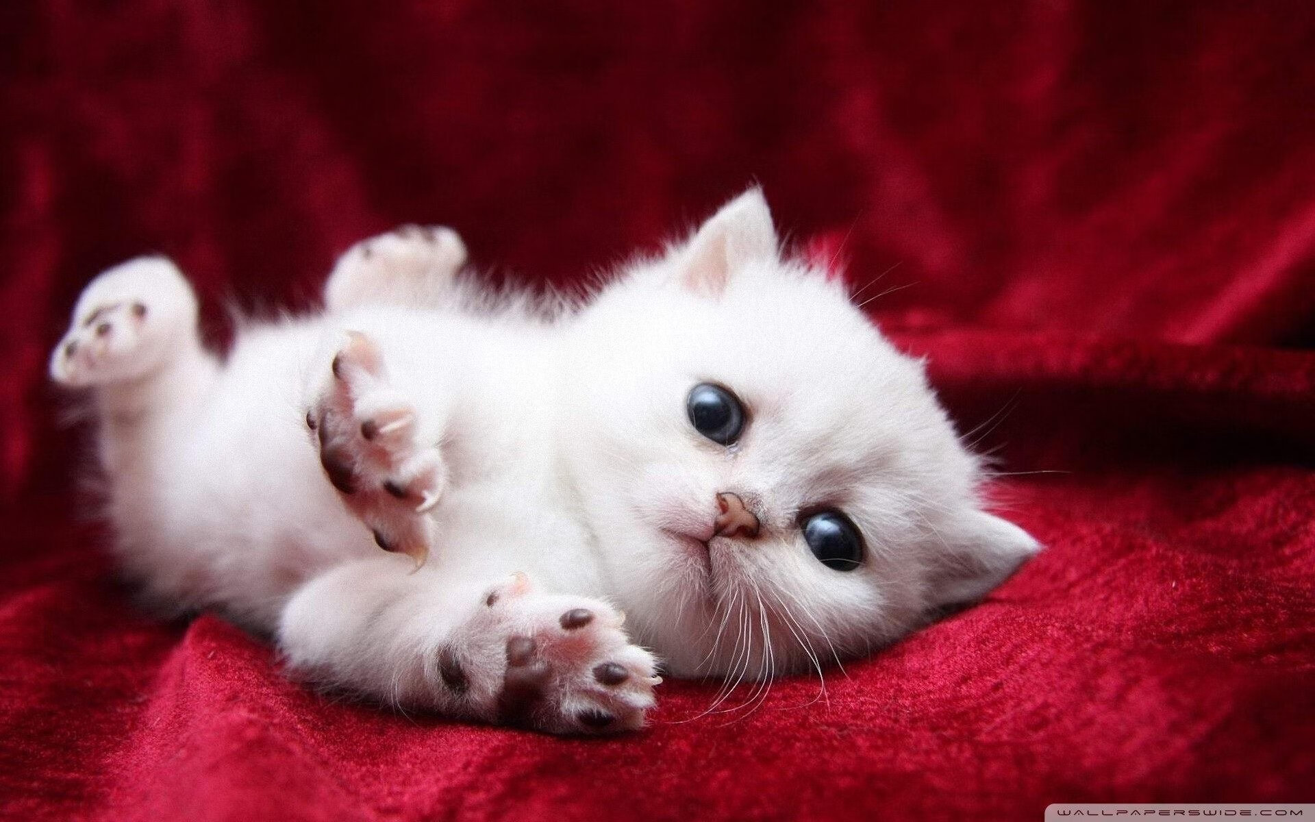 开云sport-定义新王权！哈利伯顿的冷静掌控，步行者团队篮球战胜东契奇超神秀