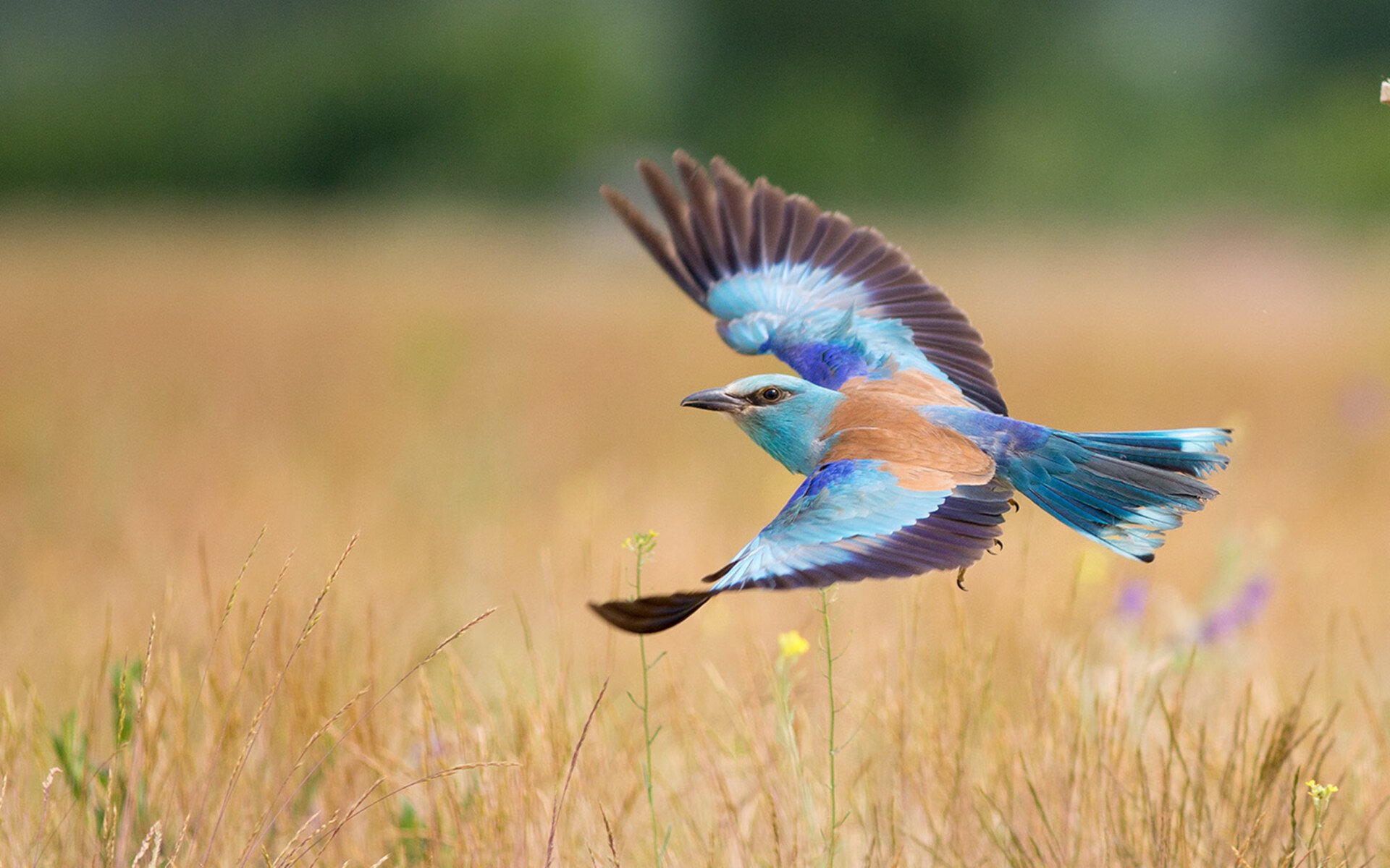 开云sport-双线制霸，F1新赛季风云起，独行侠席卷山西显锋芒