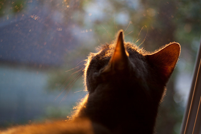数据悬崖边的逆转，南非如何在排名焦点战中翻盘芬兰