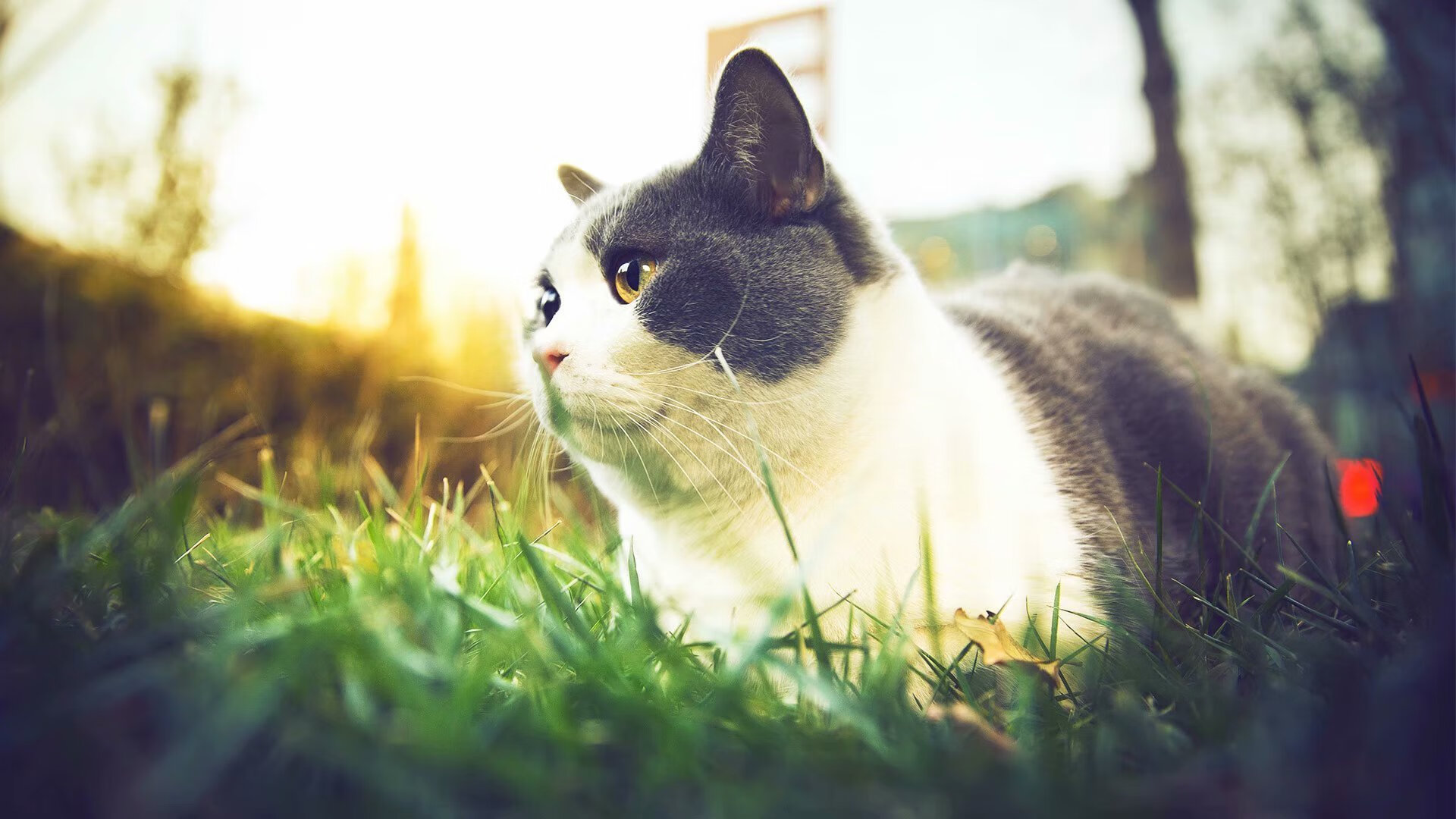 开云体育app-航空母舰对决超级武器，快船碾压山西，文班亚马奥运前哨战独舞