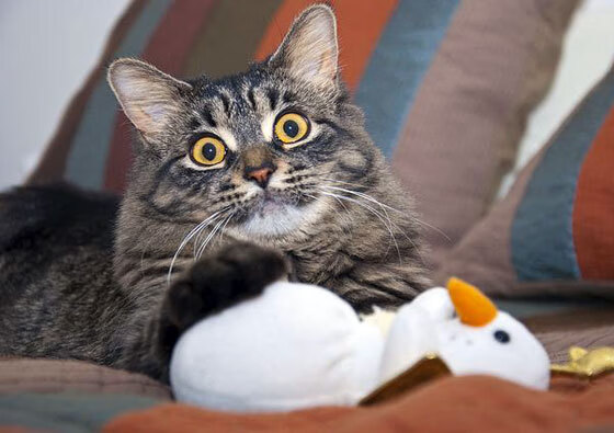 开云体育登录-最危险的往往是沉默的人，霍勒迪末节14分收割比赛，雷霆抢回主场优势