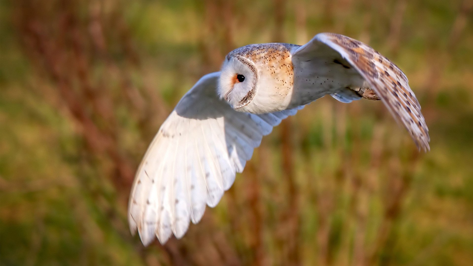 开云sport-跨次元对决，文班亚马独砍40+20，老鹰在元宇宙主场斩落山西队