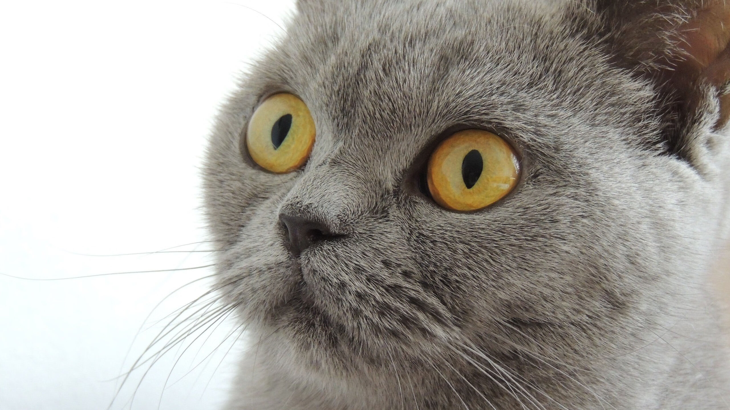 开云sport-羽刃出鞘，英格拉姆的冷锋划破撕裂之城