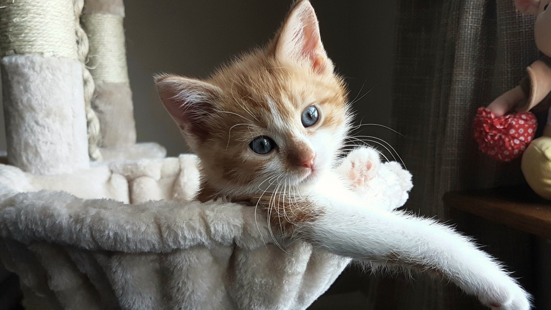 伊布绝杀！佛罗伦萨惊天逆转伊拉克