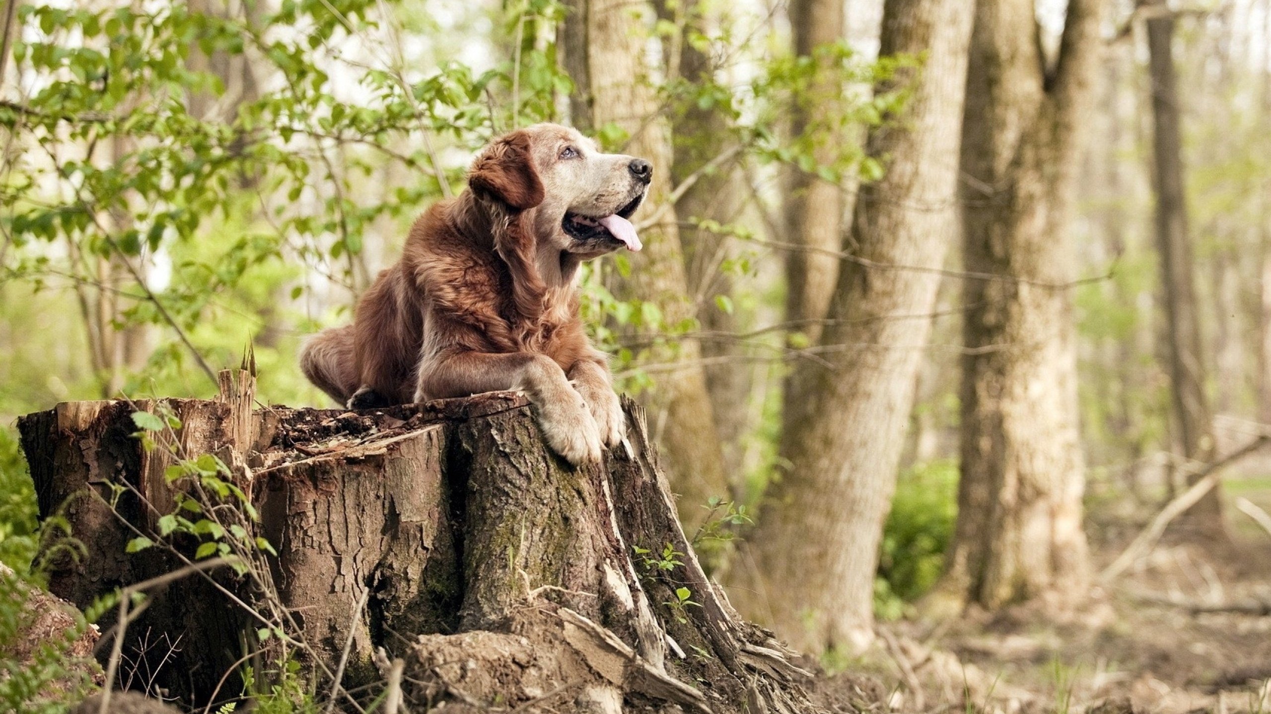 开云体育APP下载-童话没有照进现实，巴萨用最不巴萨的方式，完成对卡塔尔的史诗逆转