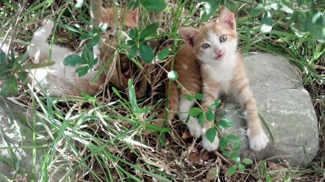 一锤定音!德罗赞化身终极胜负手,浙江队完美压制终结广厦反扑