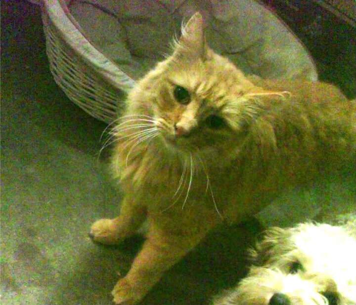 冰火竞速,F1收官夜,芬兰人的双线战场