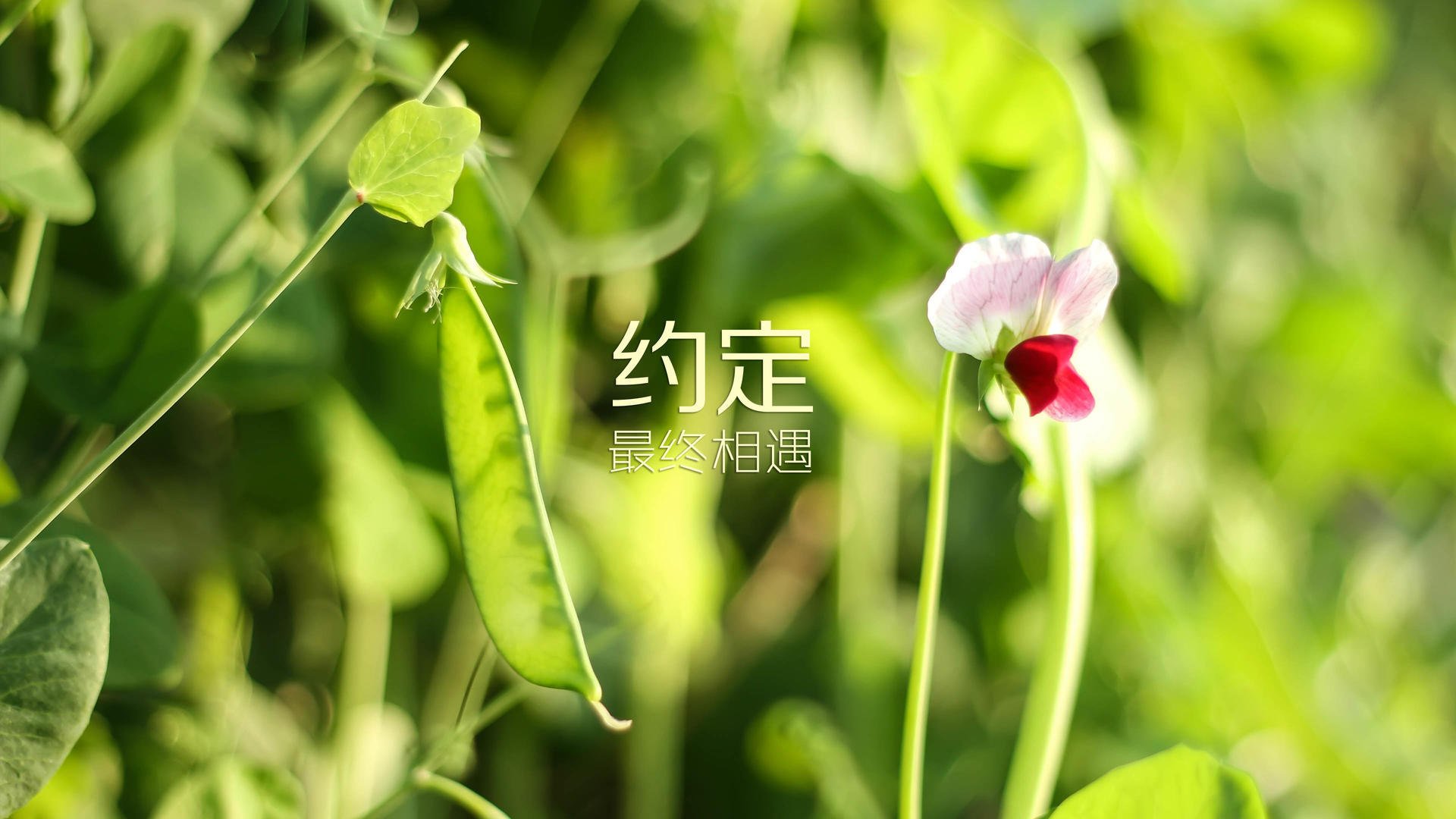开云体育-黄金一代的终章与新时代的序曲，2026世界杯E组，葡萄牙碾压加纳，穆西亚拉以天神之姿独耀全场